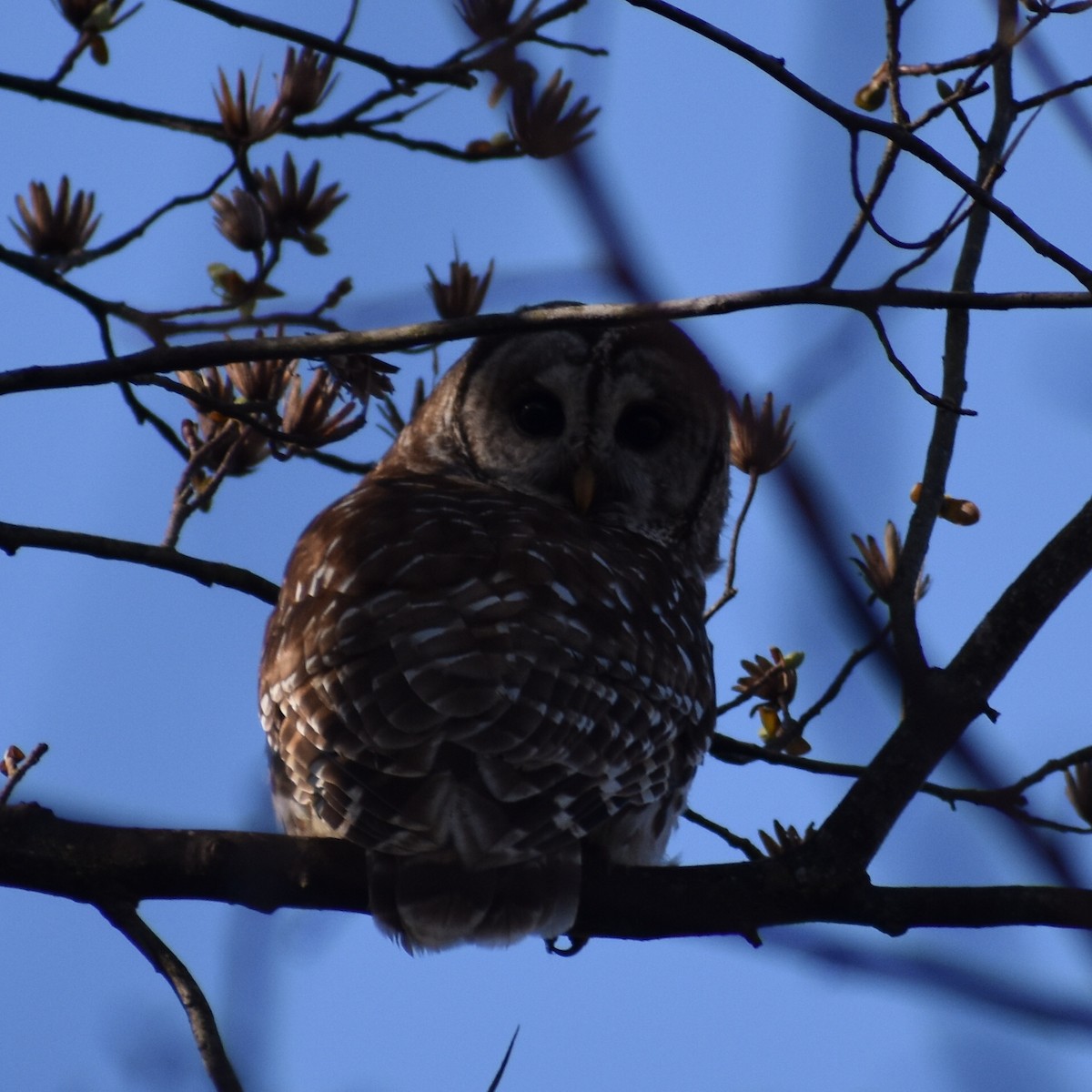 Barred Owl - ML148446481