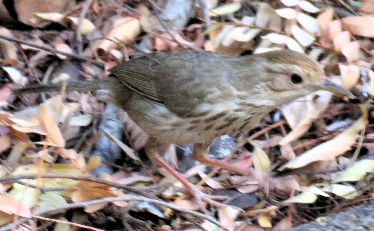 Puff-throated Babbler - ML148447141