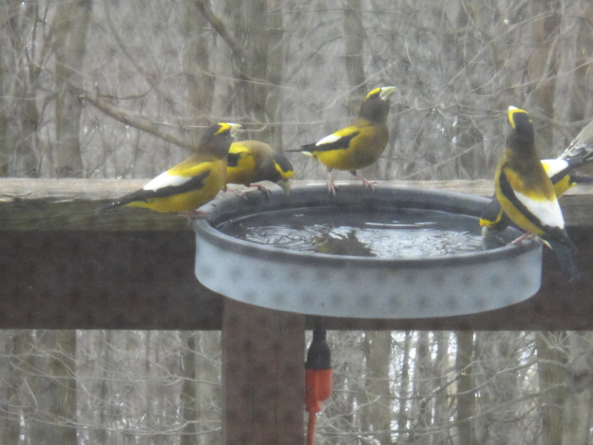 Evening Grosbeak - ML148447491