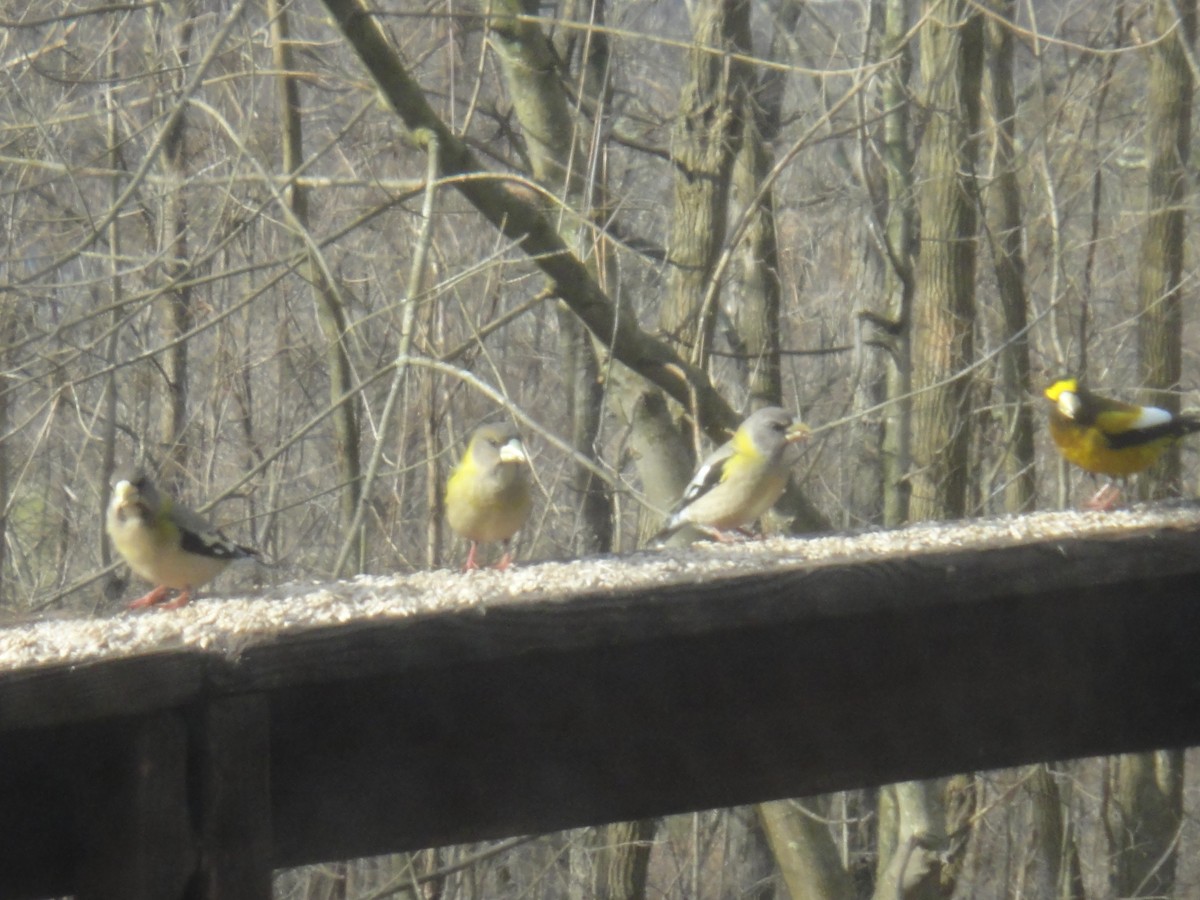 Evening Grosbeak - ML148447641