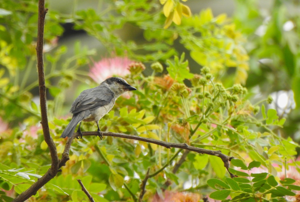 Ashy Minivet - ML148447701