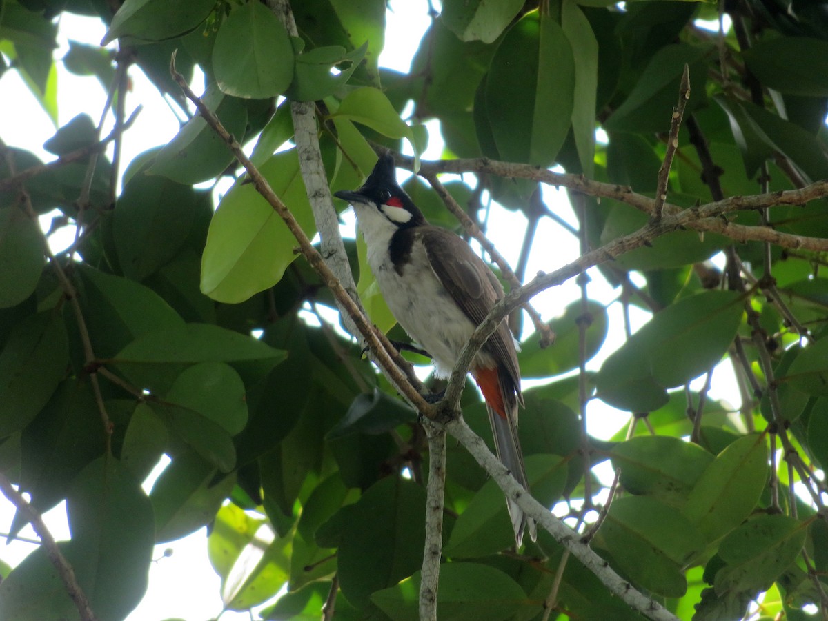 Red-whiskered Bulbul - ML148448221