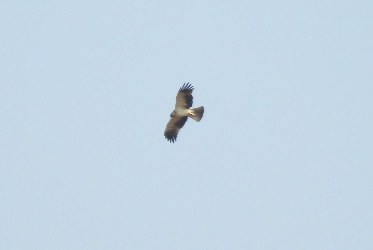 Booted Eagle - Shivaprakash Adavanne