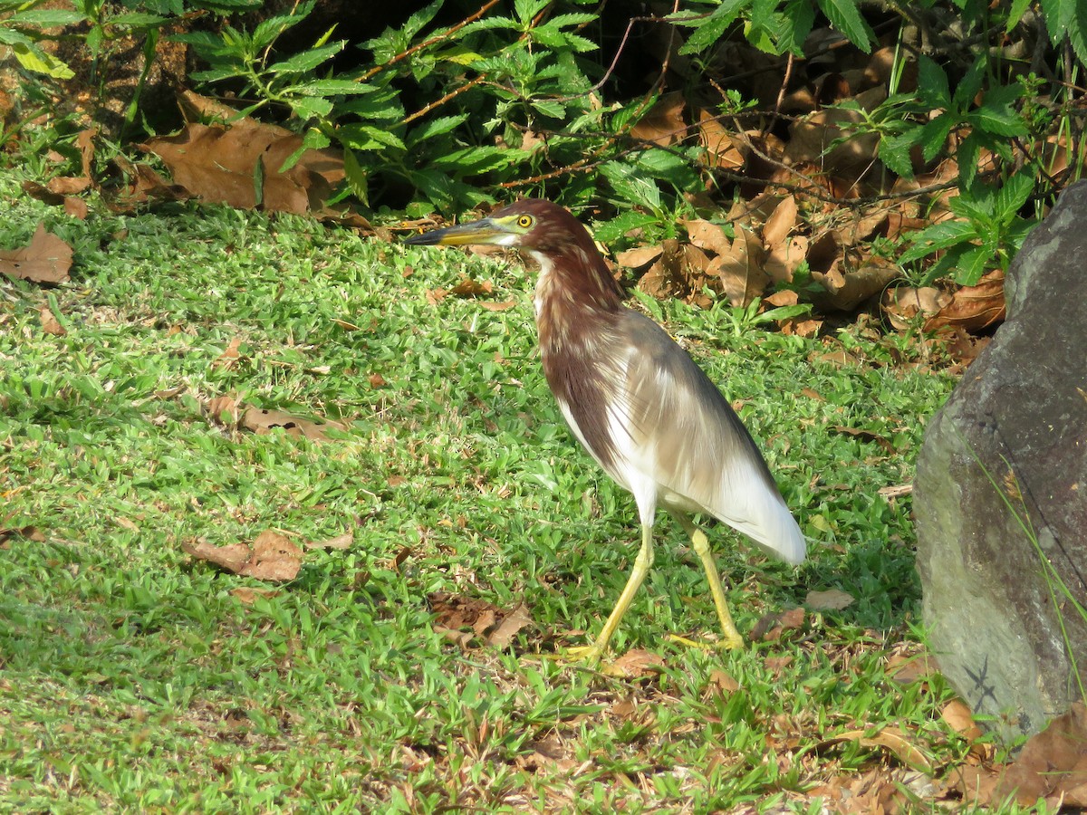 Chinese Pond-Heron - ML148449261