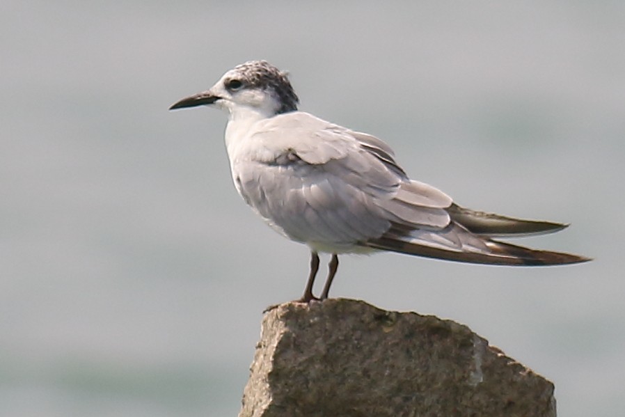 Whiskered Tern - ML148449661