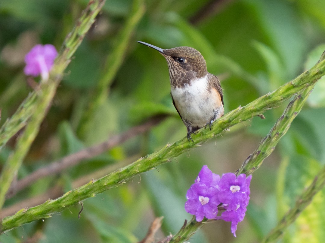 Scintillant Hummingbird - ML148450041