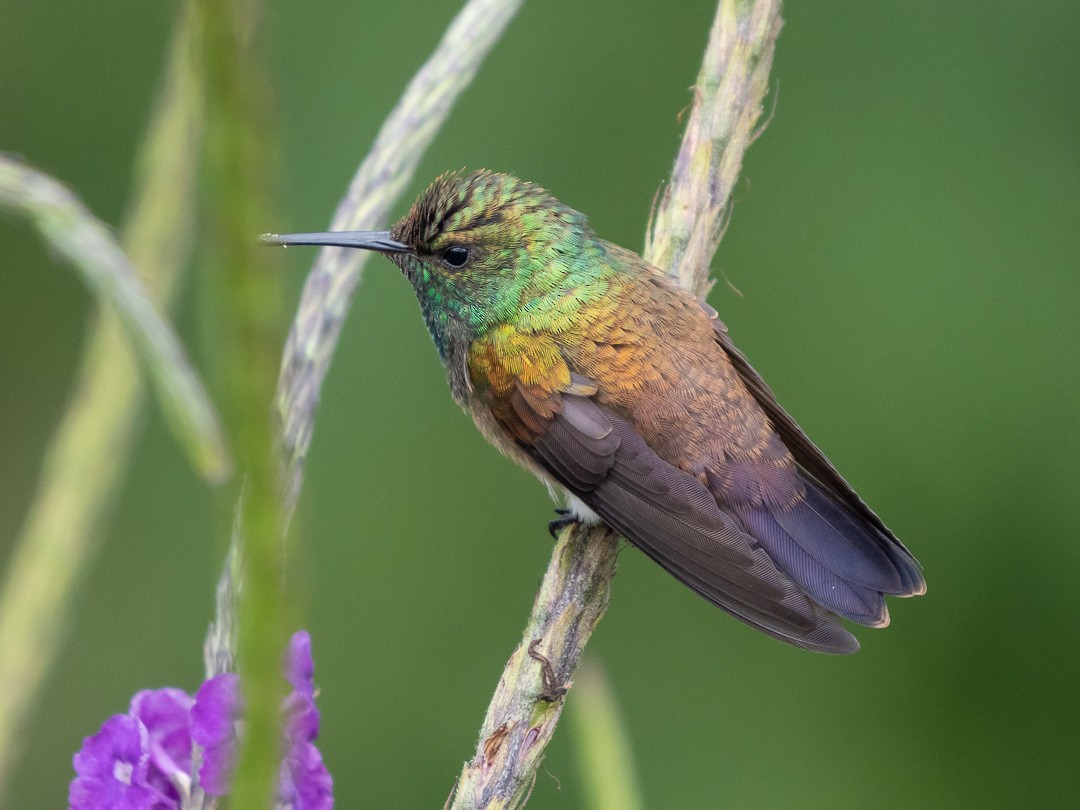 Snowy-bellied Hummingbird - ML148450111