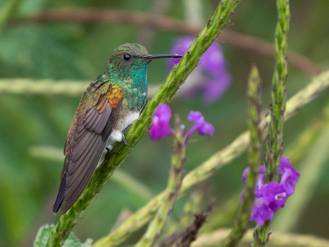 Snowy-bellied Hummingbird - ML148450121