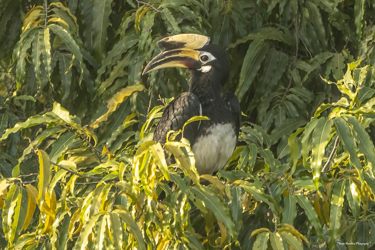 Oriental Pied-Hornbill - ML148450411