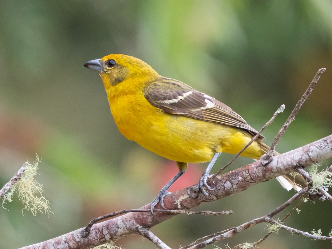 Flame-colored Tanager - Chris Fischer