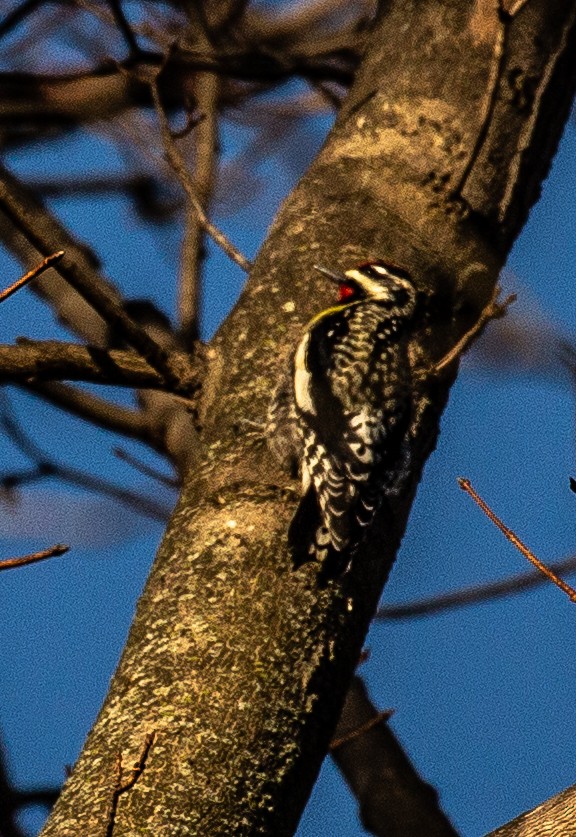 Yellow-bellied Sapsucker - ML148451891