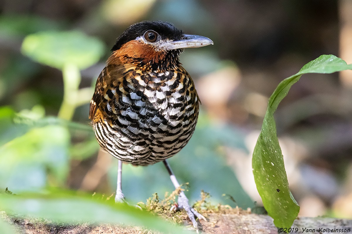 Black-crowned Antpitta - ML148453011