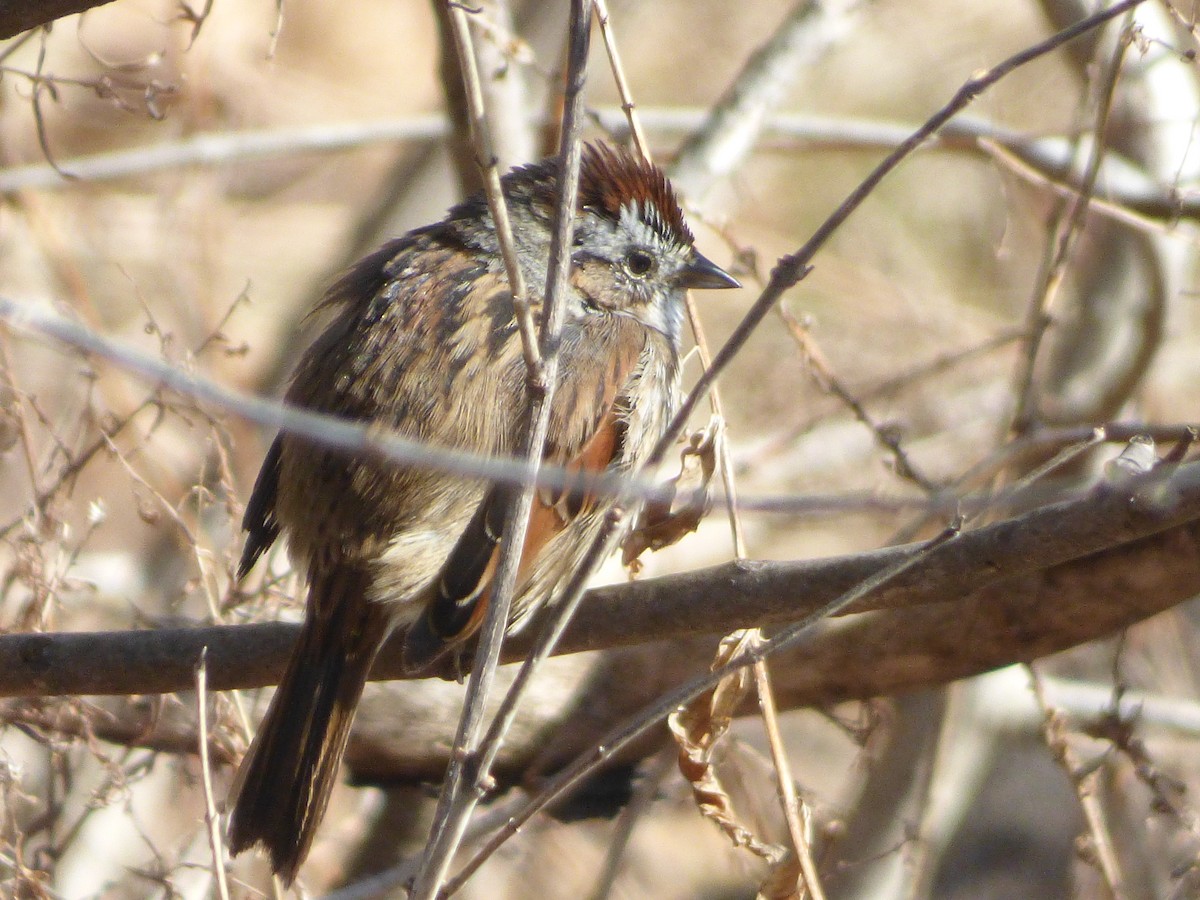 Swamp Sparrow - ML148454971