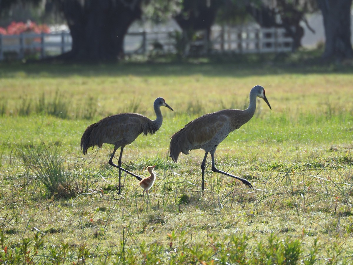 Sandhill Crane - ML148456201