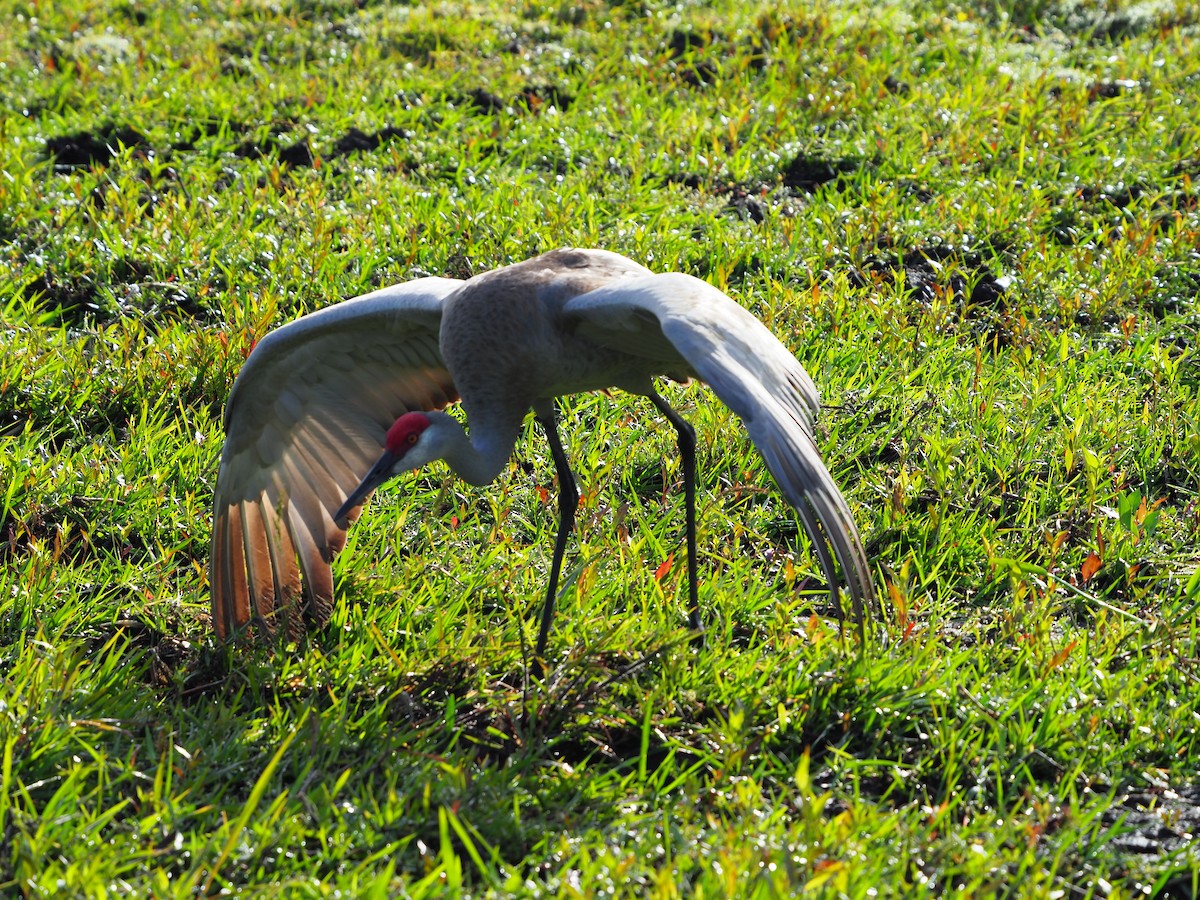 Sandhill Crane - ML148456291