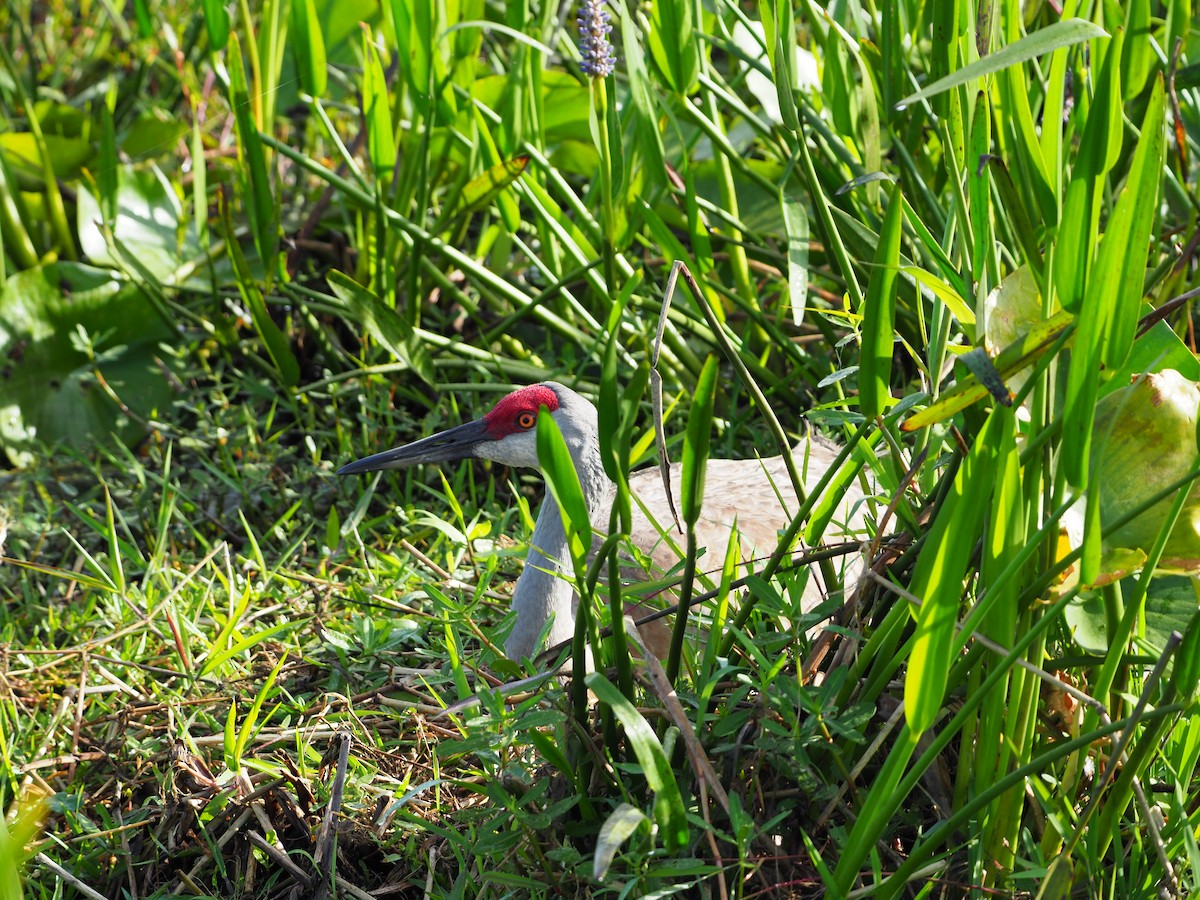 Sandhill Crane - ML148456321