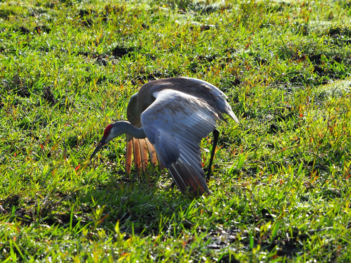 Sandhill Crane - ML148456331