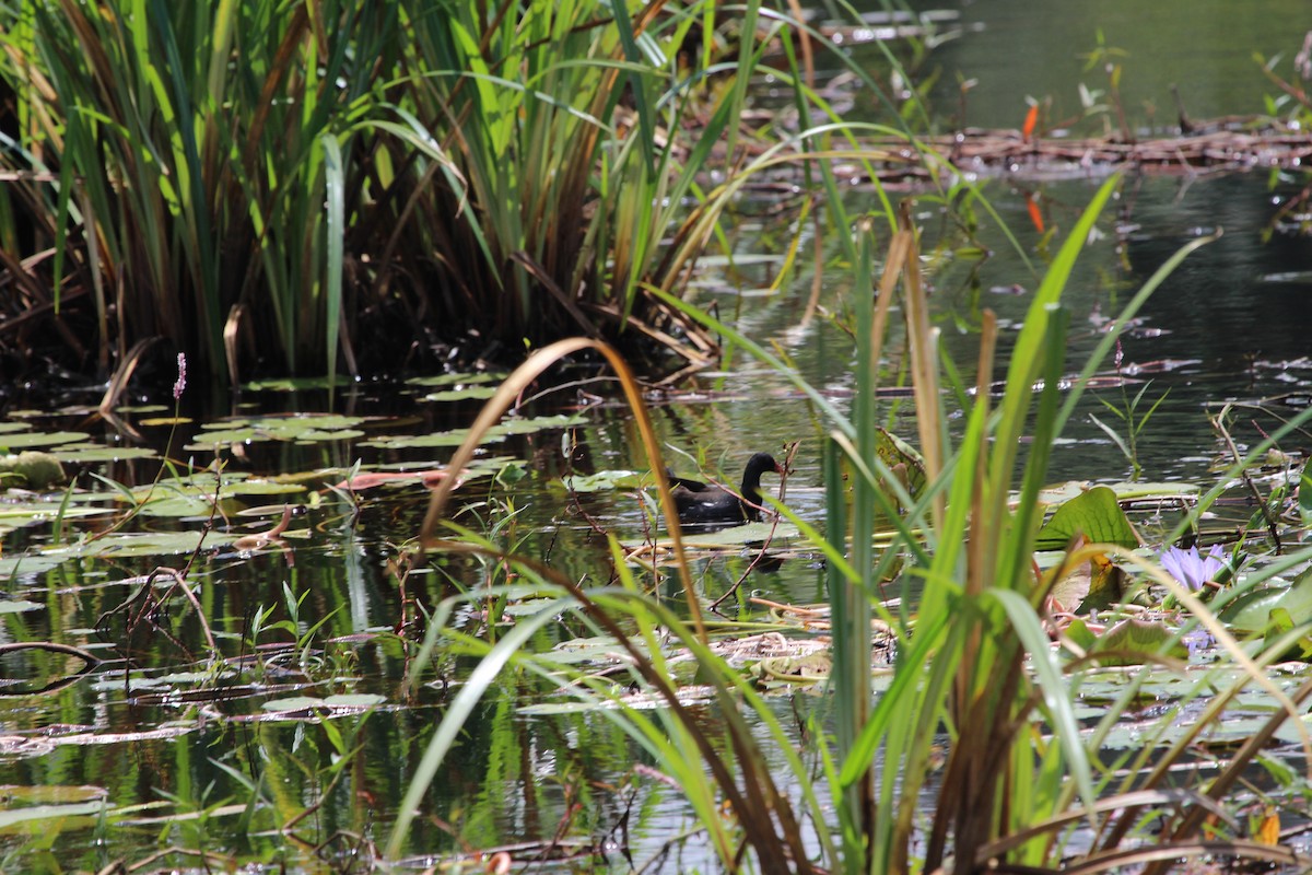 Eurasian Moorhen - ML148459641