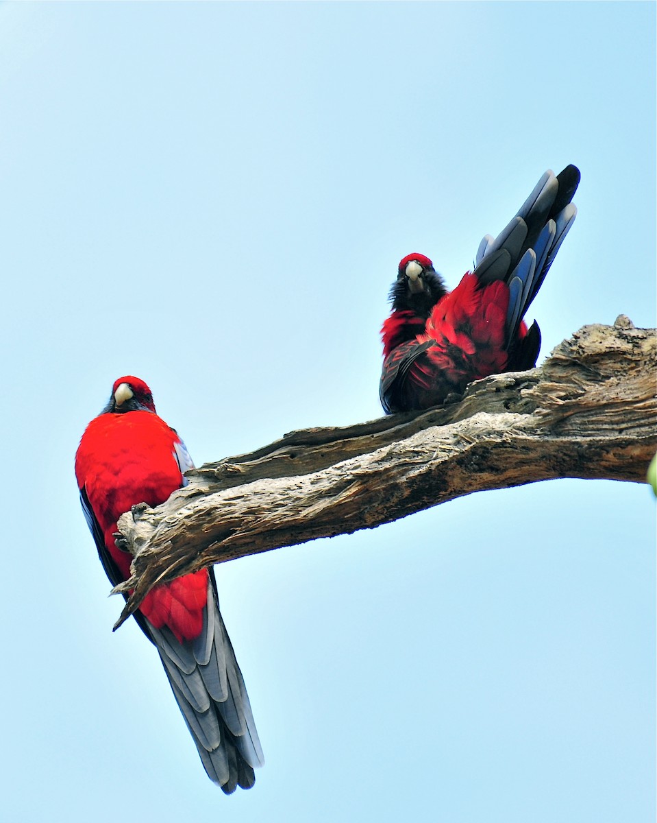 Crimson Rosella - Gerald Friesen