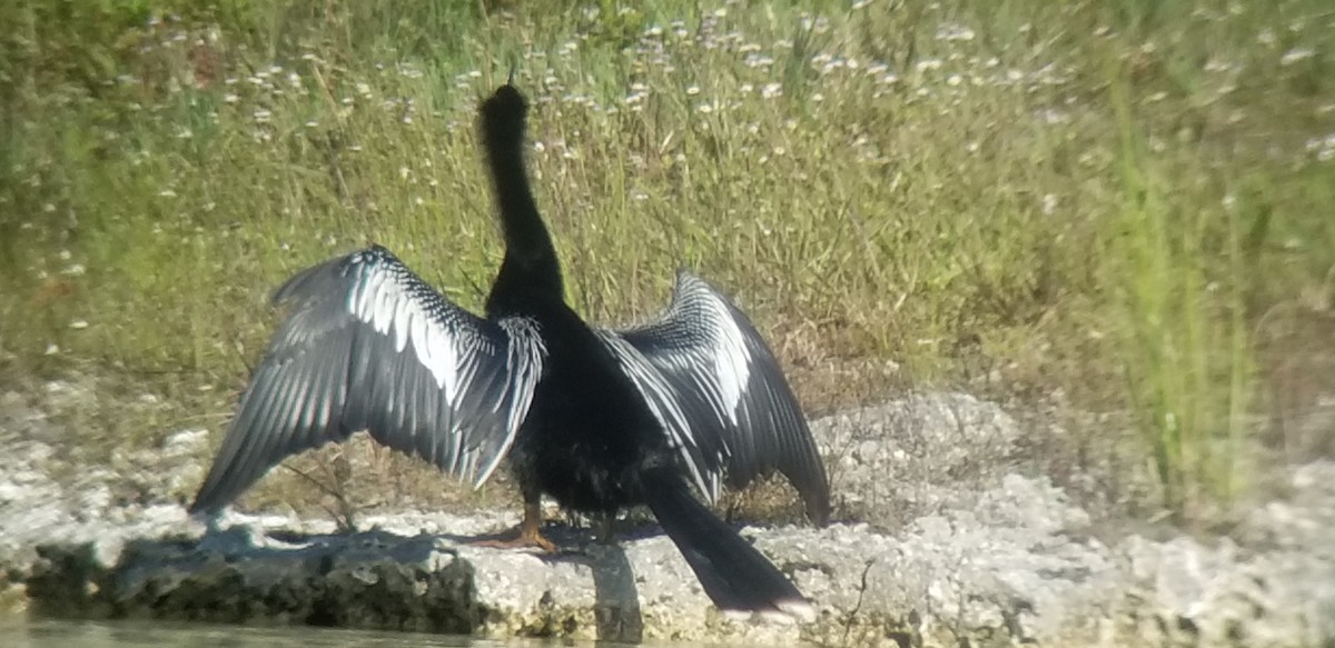 Anhinga d'Amérique - ML148460471