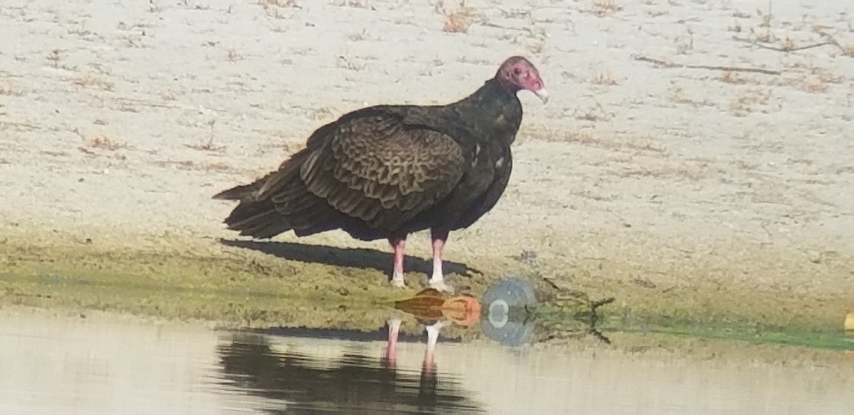 Turkey Vulture - ML148460581