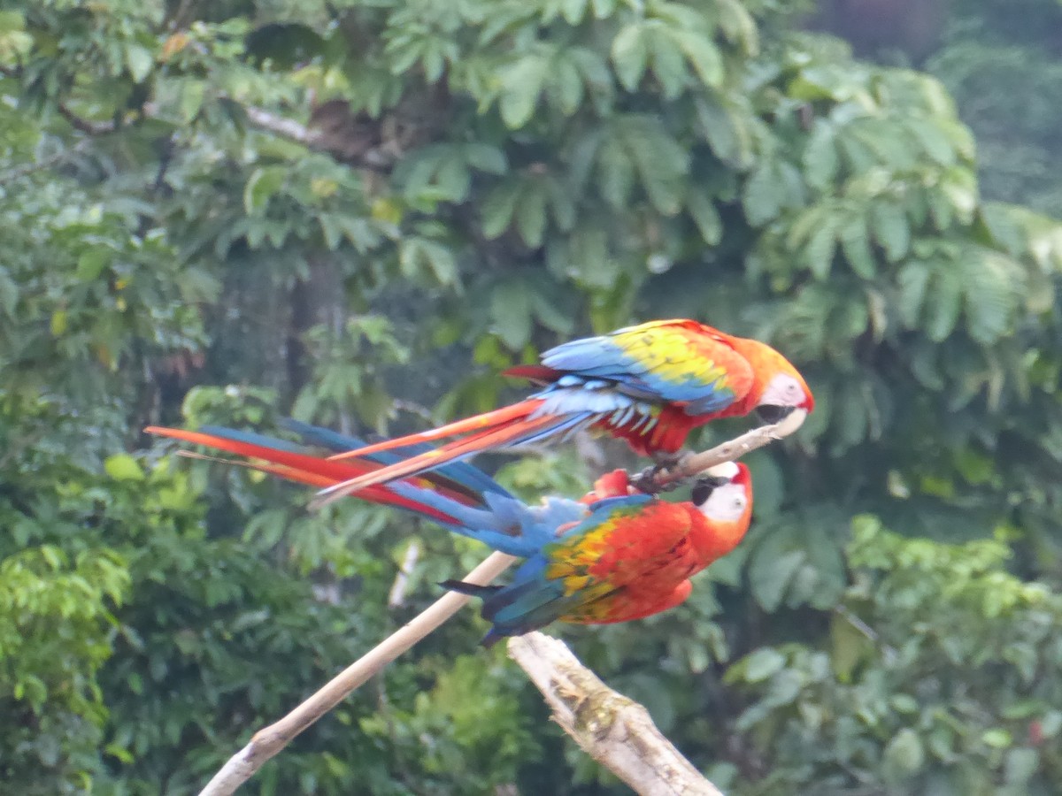 Scarlet Macaw - ML148463711