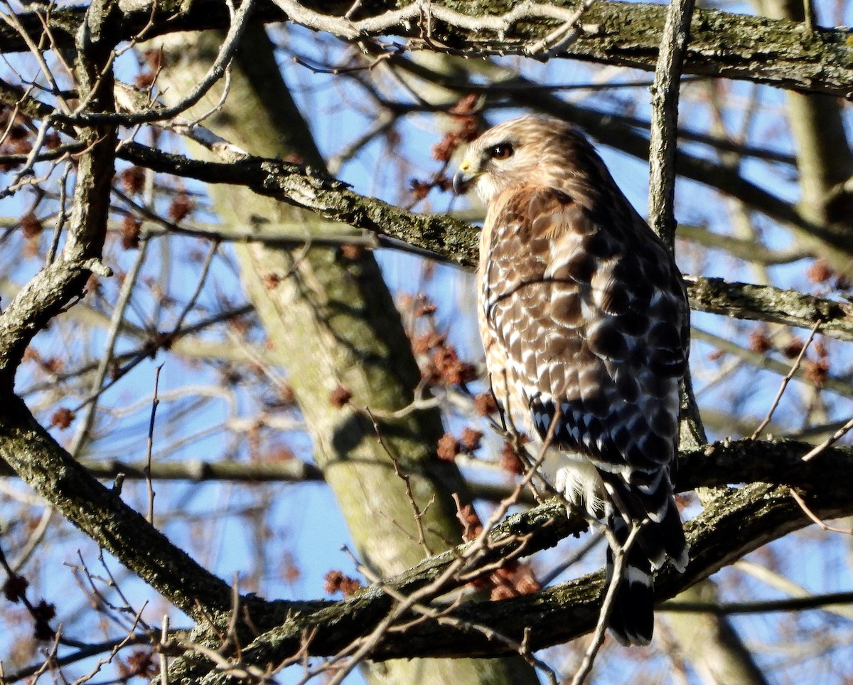 Red-shouldered Hawk - ML148463911