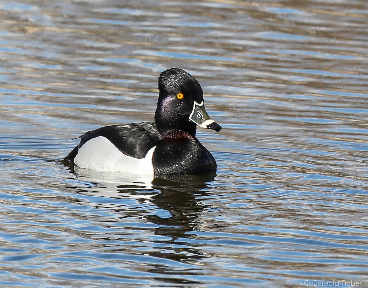 Ring-necked Duck - Ceredig  Roberts