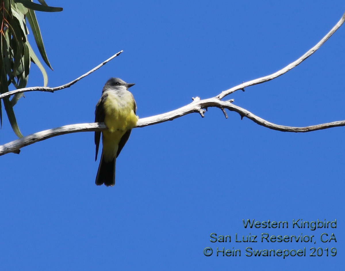 Western Kingbird - Hendrik Swanepoel