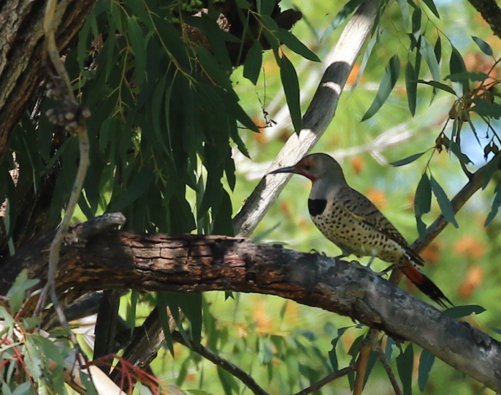 Northern Flicker - Hendrik Swanepoel