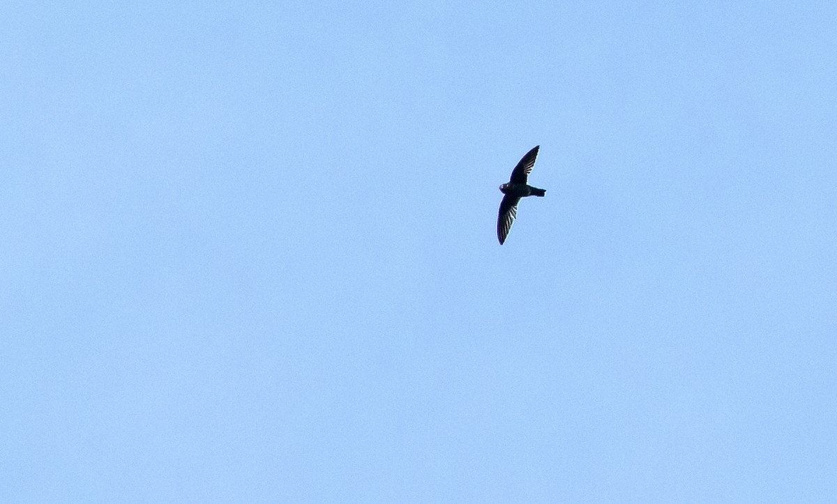 Spot-fronted Swift - ML148465891