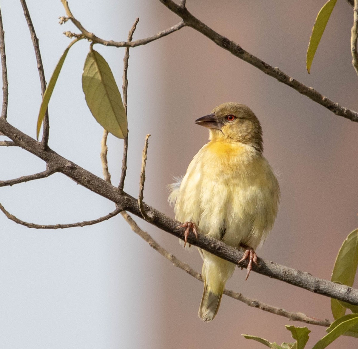 Southern Masked-Weaver - ML148466721