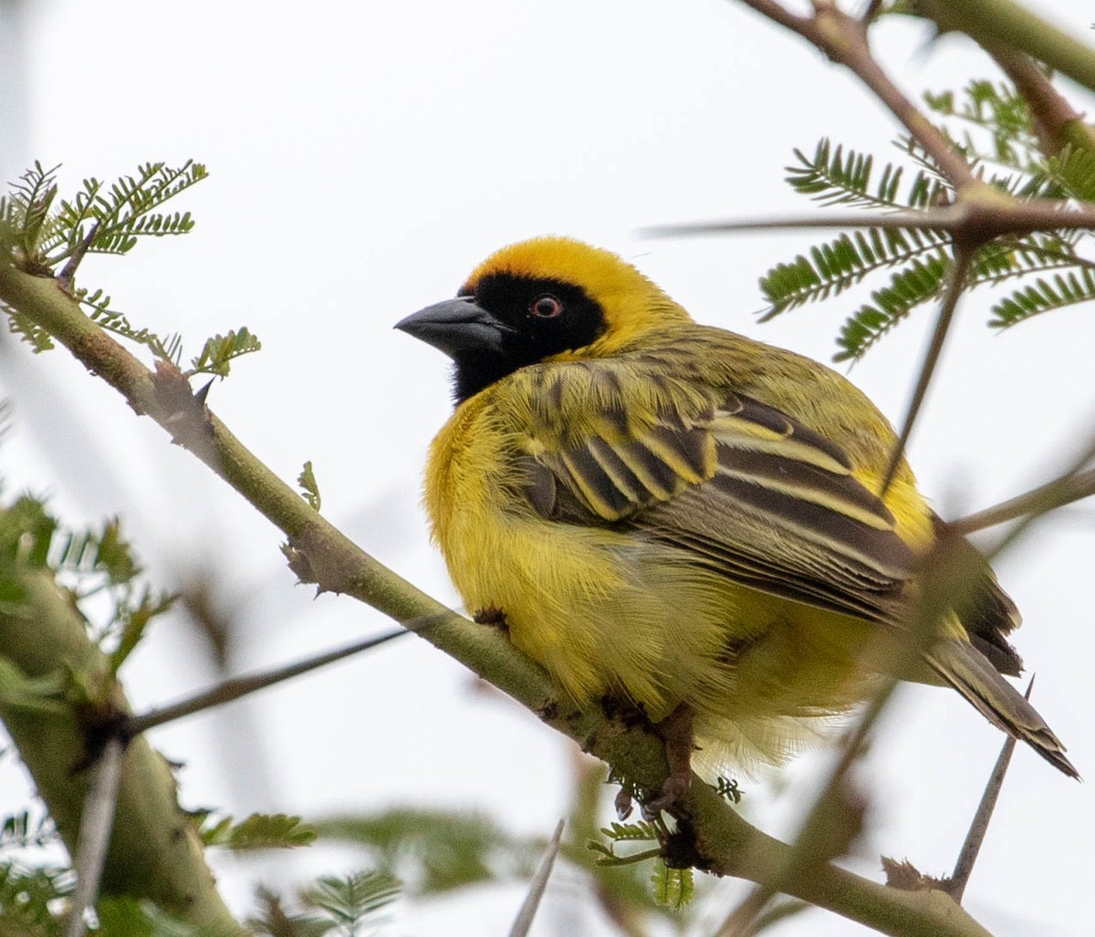 Southern Masked-Weaver - Mel Senac