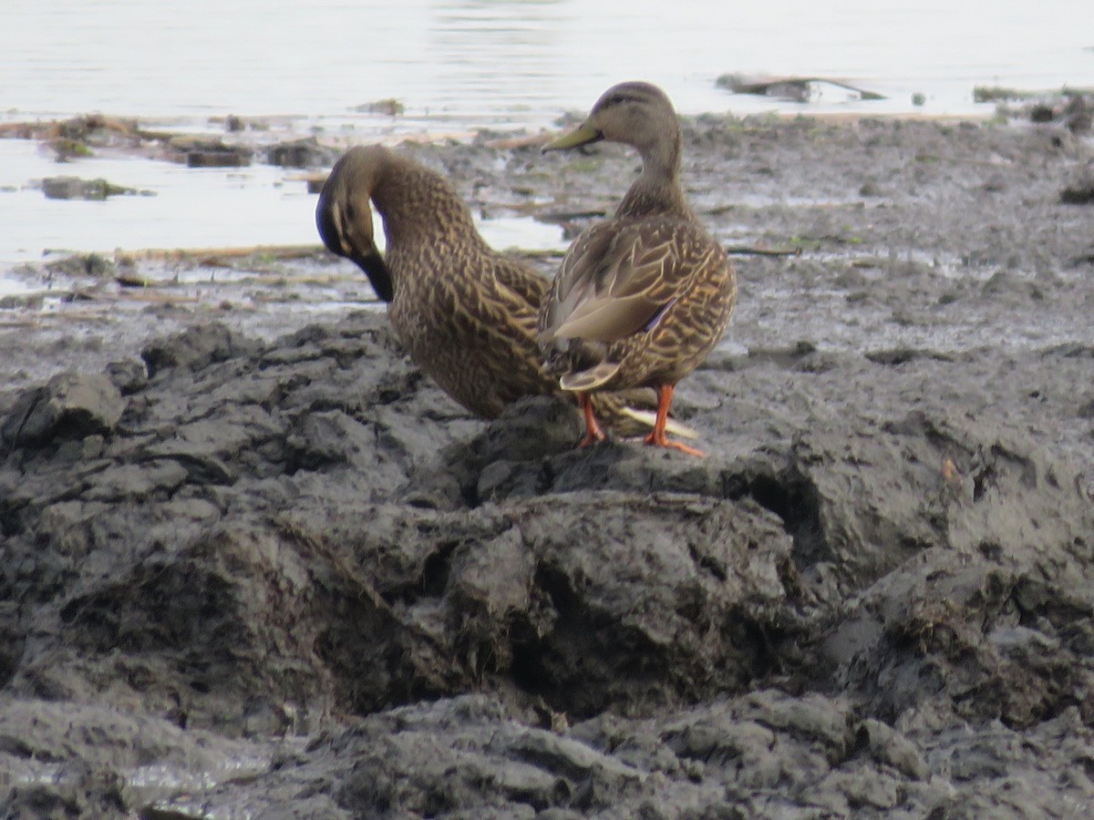 Mallard - nicole-marie  pettinelli