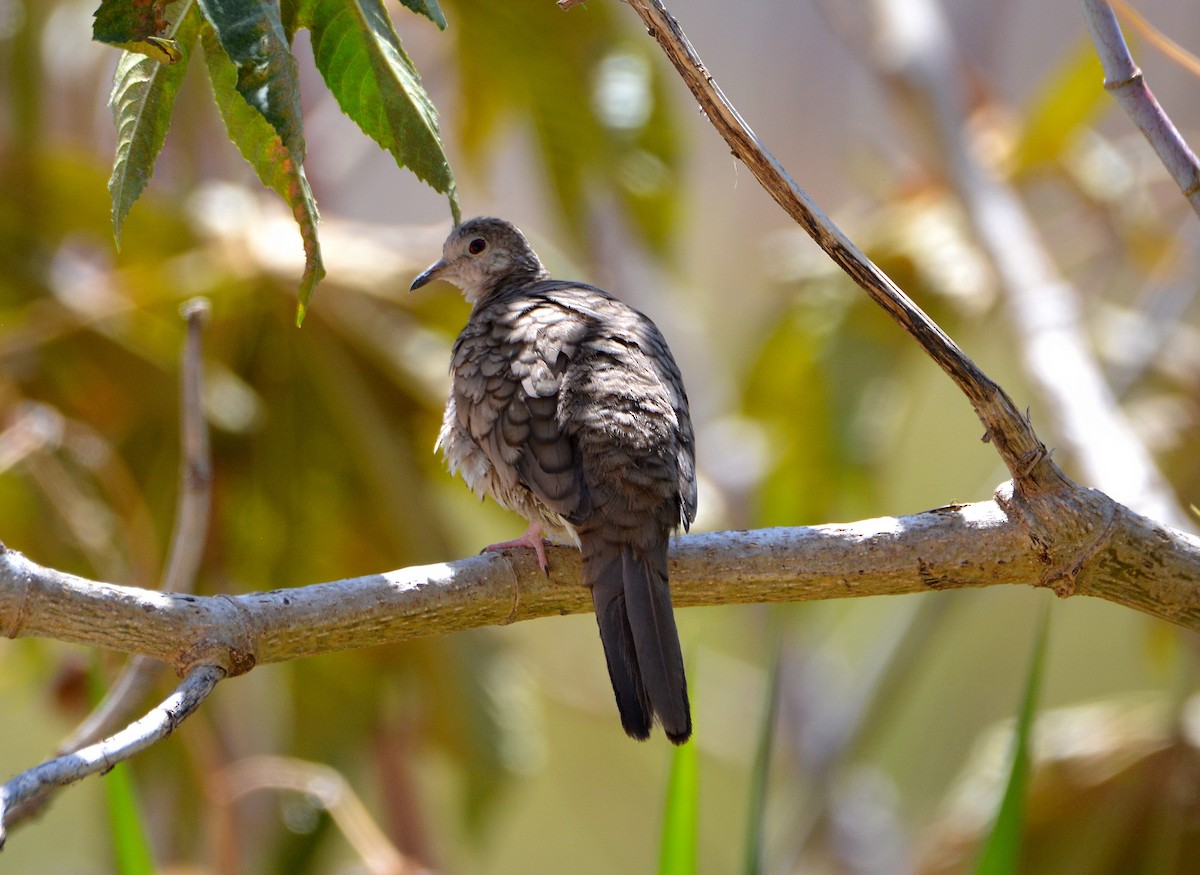 Inca Dove - Carlos Quezada