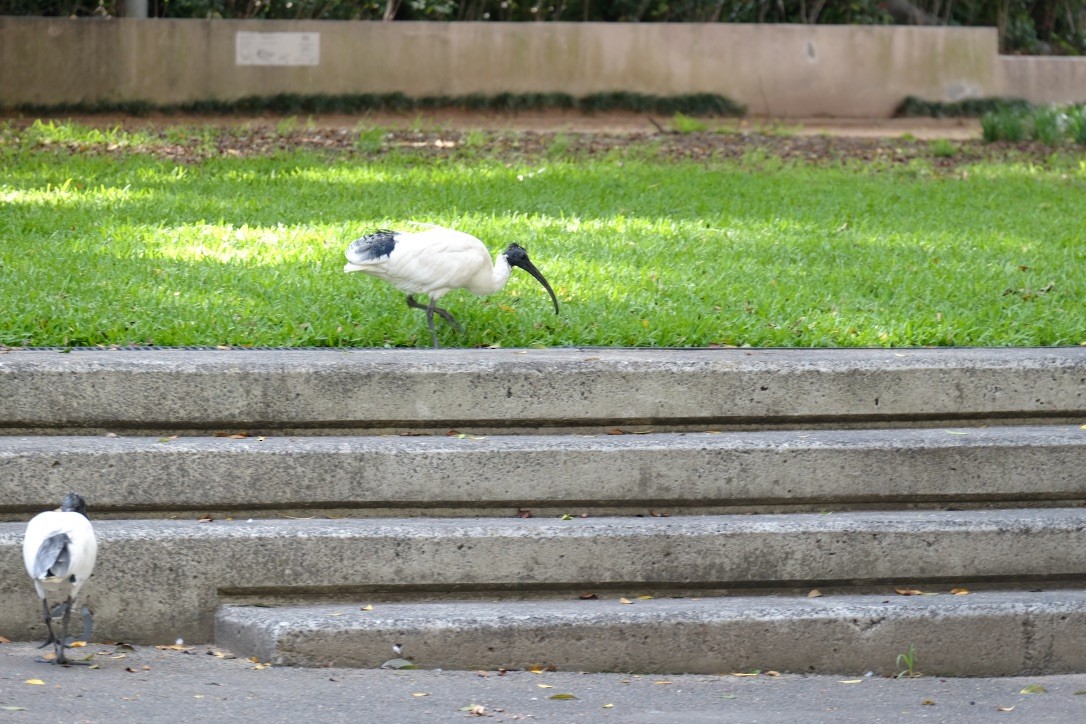 ibis australský - ML148468671