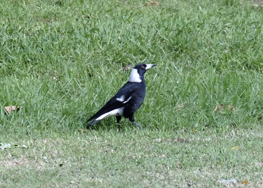 Australian Magpie - Lane Castagnacci