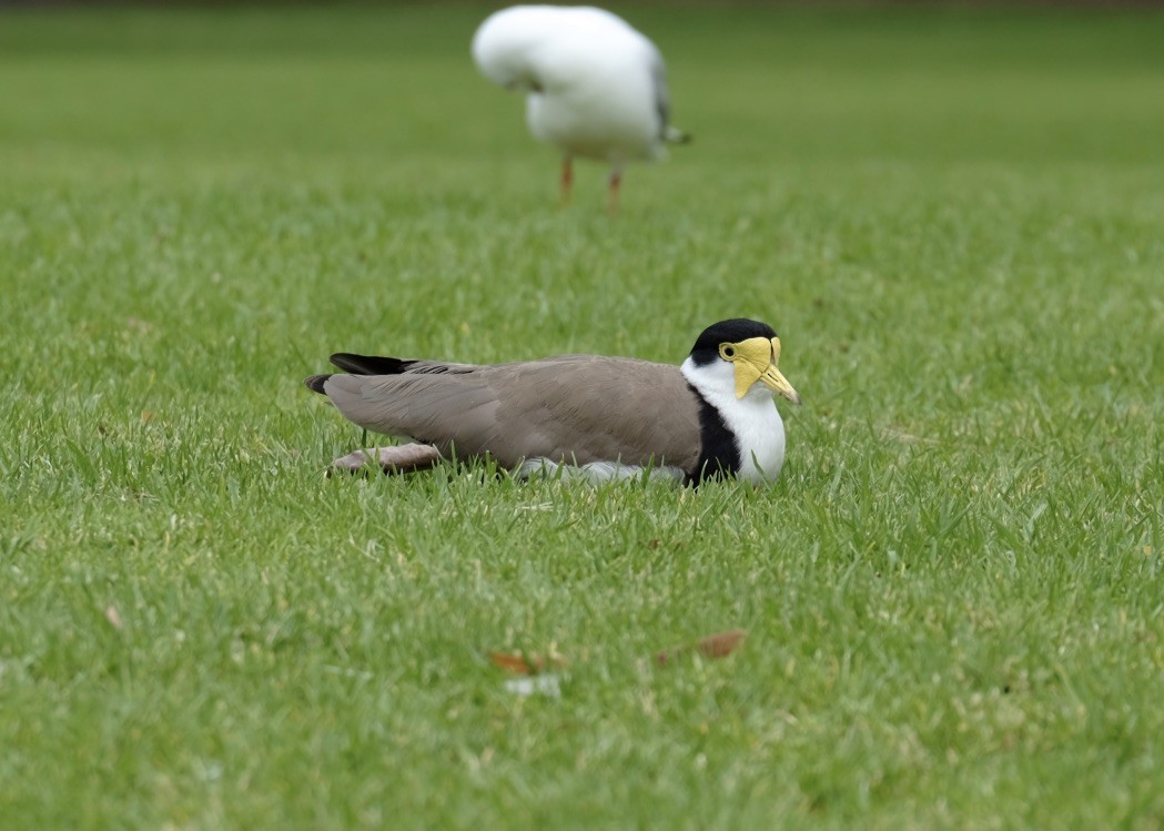 Masked Lapwing - Lane Castagnacci