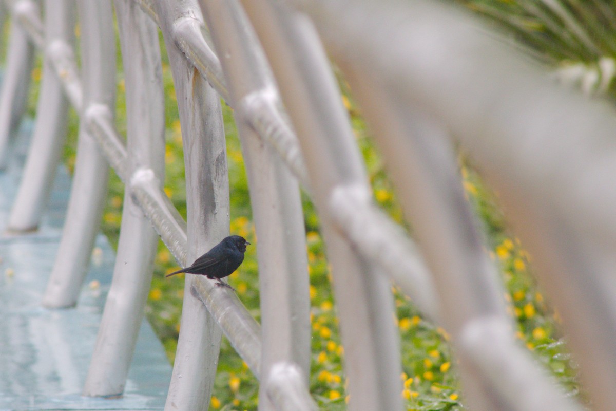 Blue-black Grassquit - OSWAL REYNER - COAP LA CONVENCIÓN