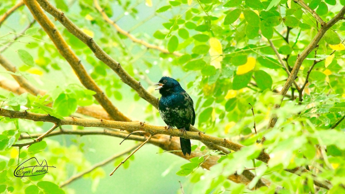 Blue-black Grassquit - ML148471371