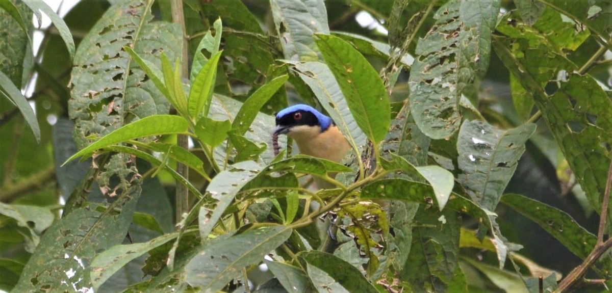 Fawn-breasted Tanager - ML148471721