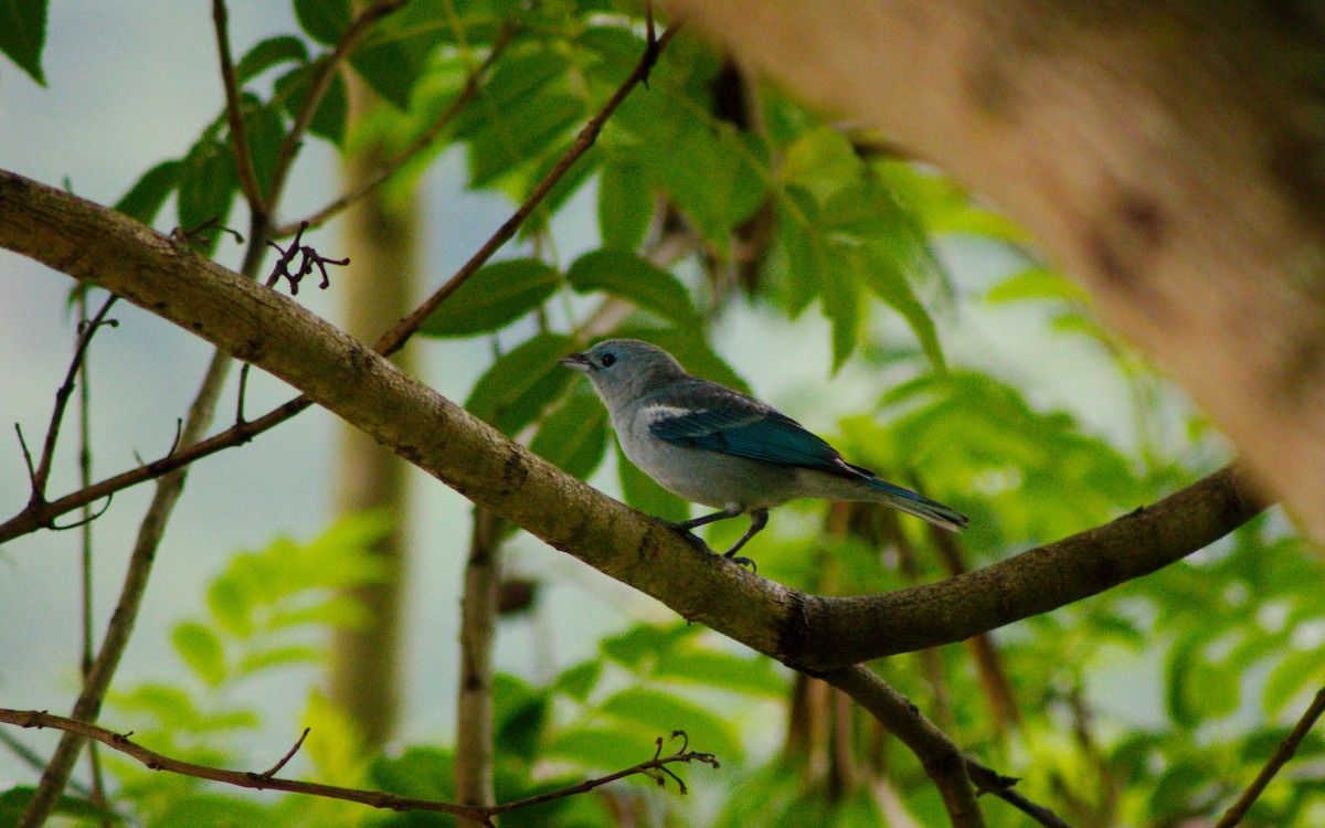 Blue-gray Tanager - ML148472541