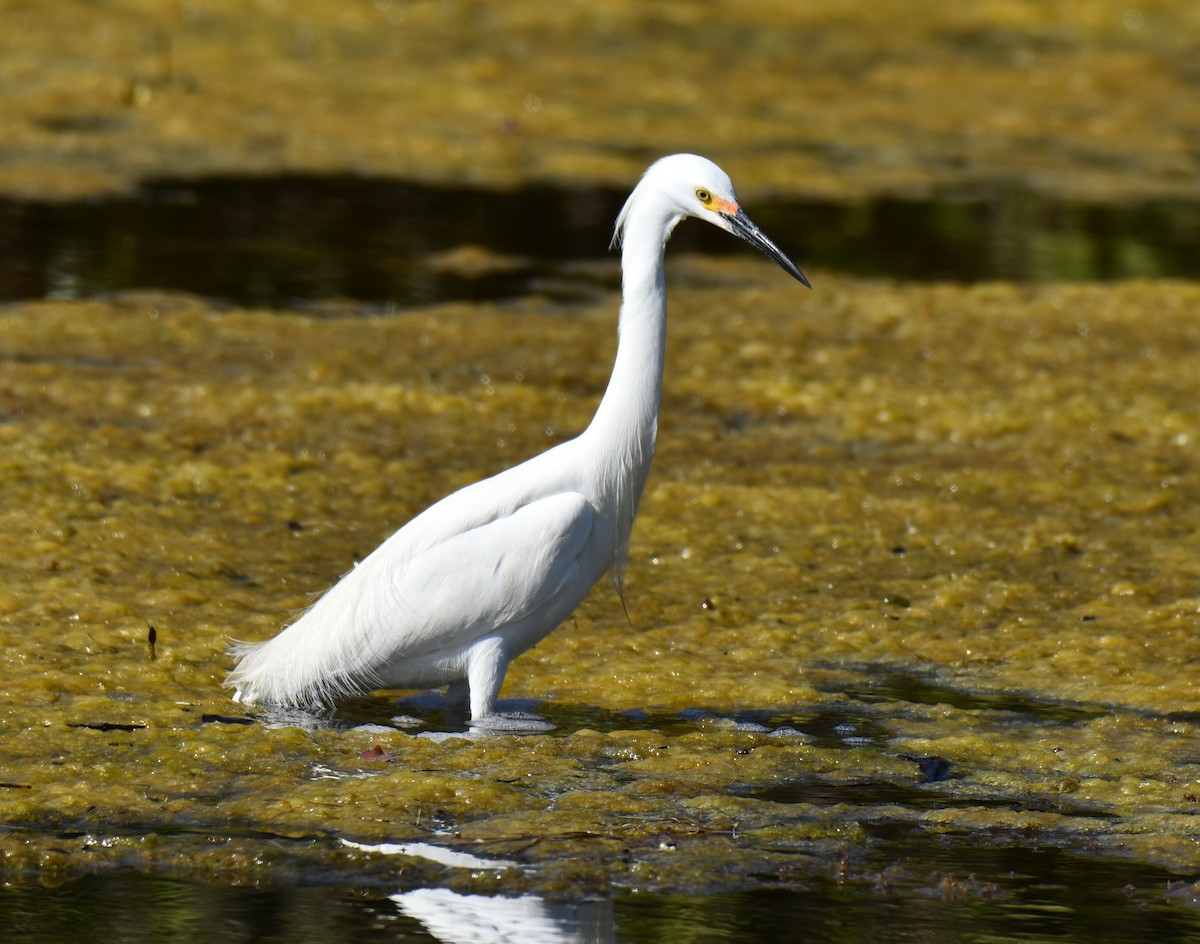 Snowy Egret - ML148473031