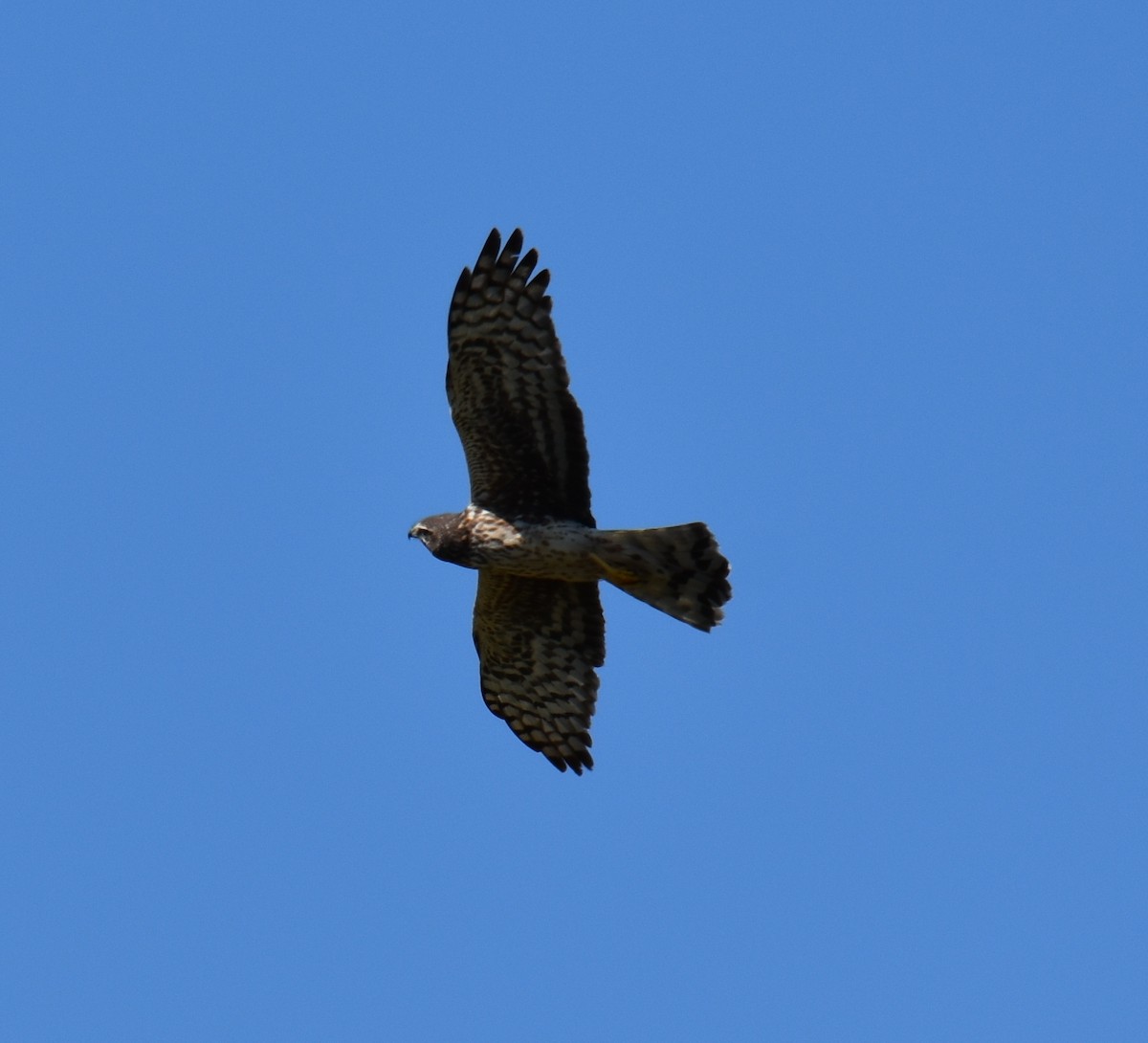 Northern Harrier - ML148473261