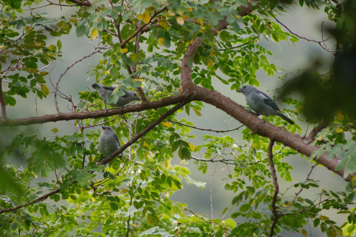 Blue-gray Tanager - ML148473301