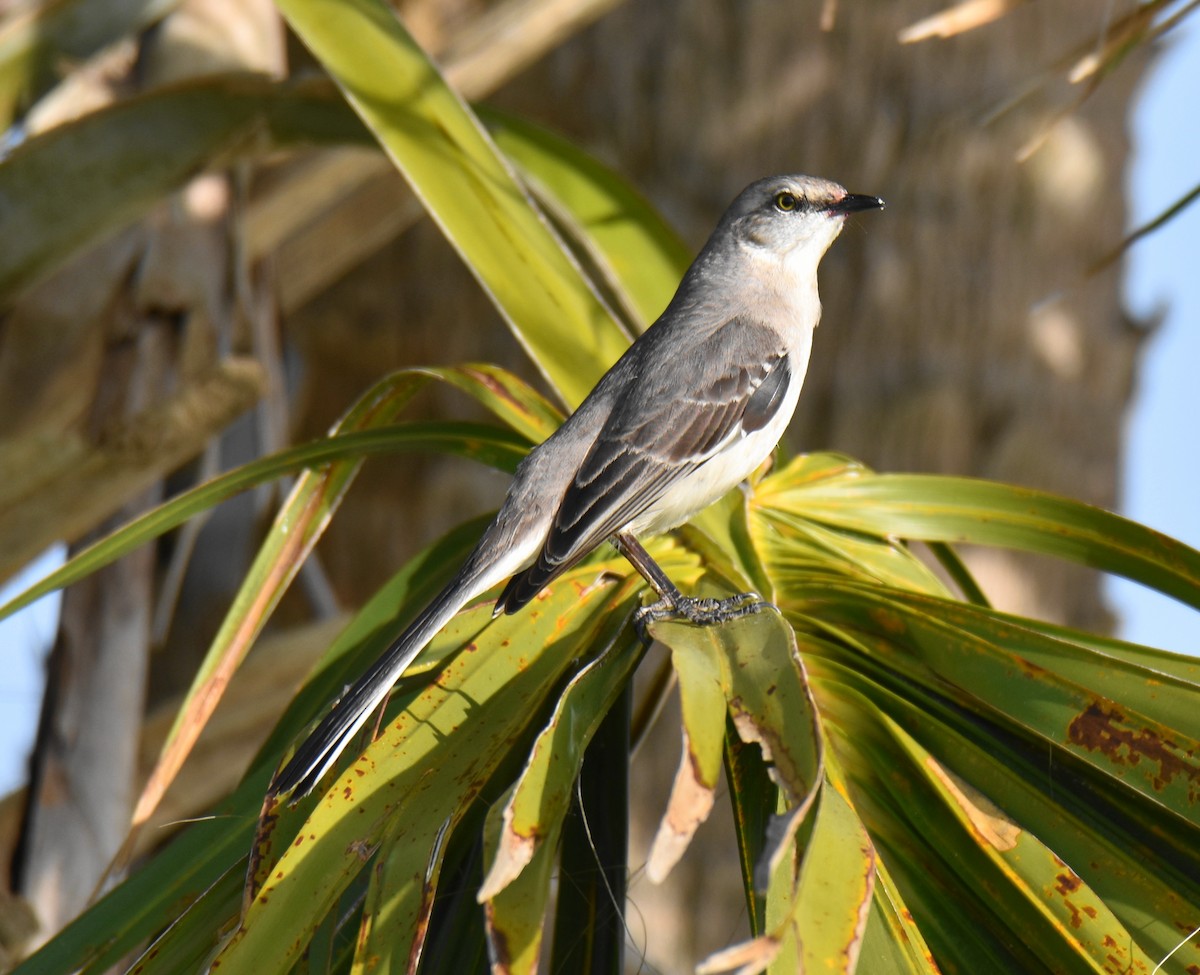 Northern Mockingbird - ML148473361