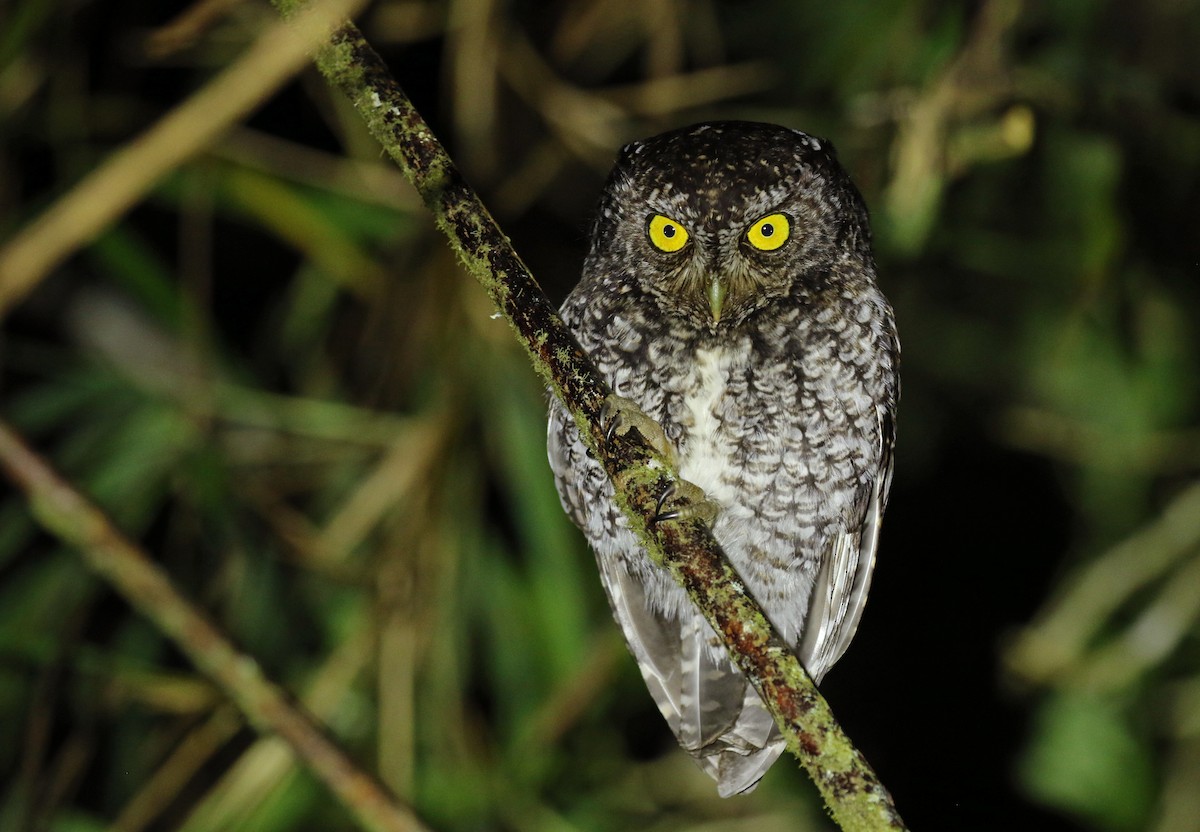 Bearded Screech-Owl - Luke Seitz