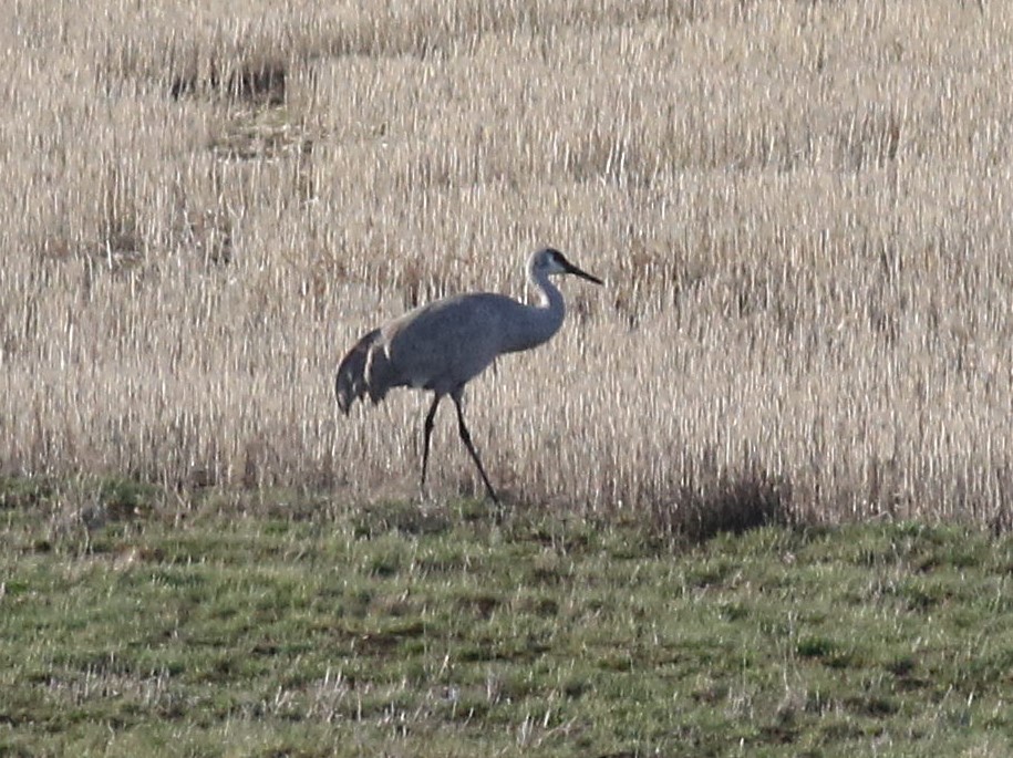 Sandhill Crane (canadensis) - ML148475651