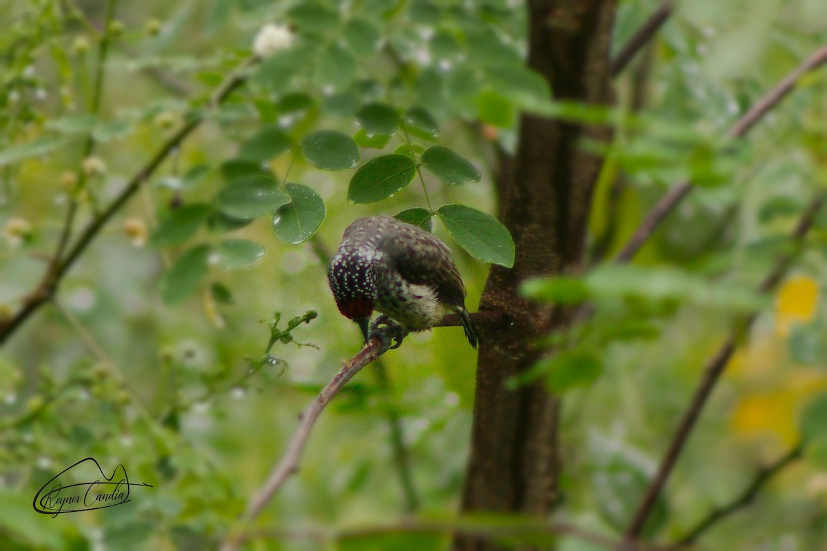 Ocellated Piculet - ML148476641