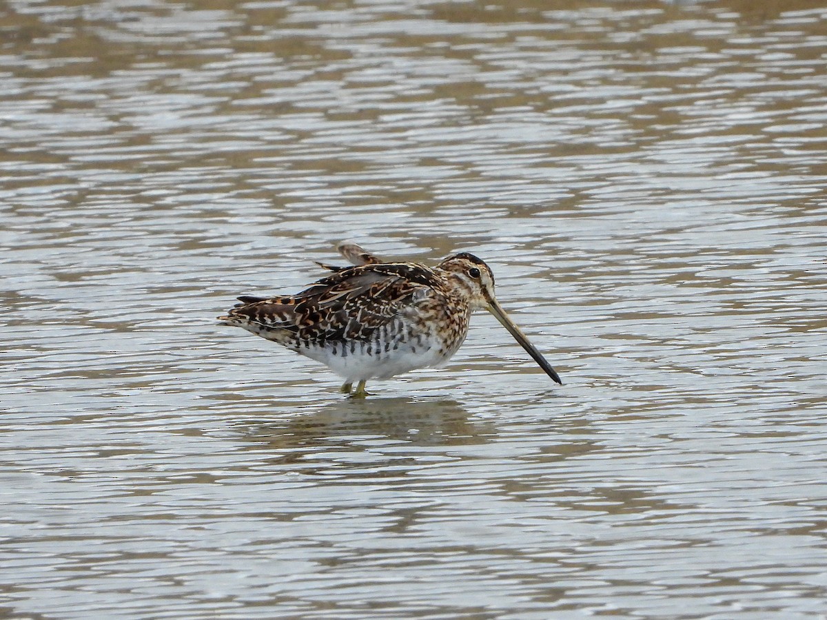 Common Snipe - ML148478541